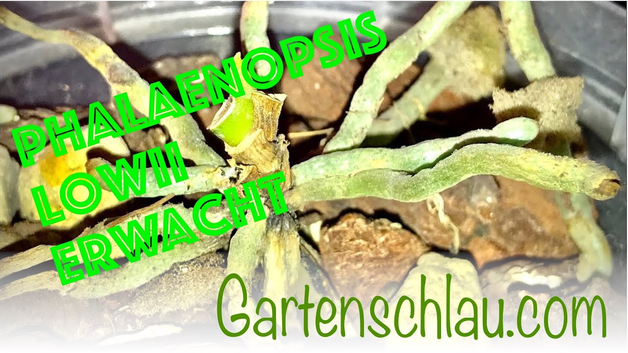 Phalaenopsis lowii verliert alle Blätter: Warum das normal sein kann
