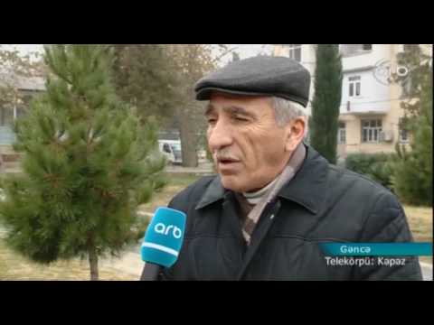 Video: Yeni Il üçün Milad Ağacları Necə Seçilir