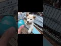 子犬の柴犬が絶句!オモチャがもらえなかった時の顔が…(笑)#shorts