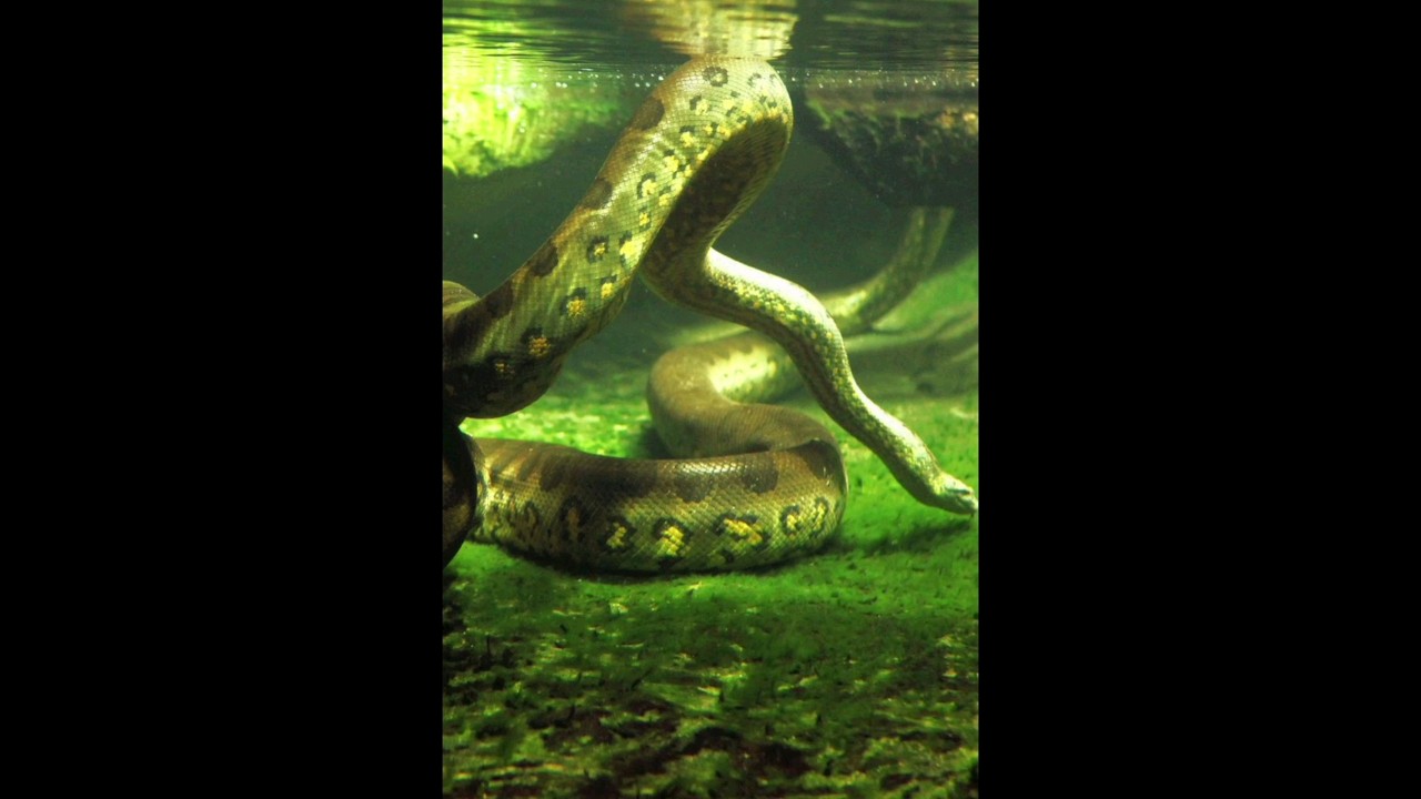 "Top 10 Most Dangerous Animals in the Amazon Rainforest"🔥🔥 