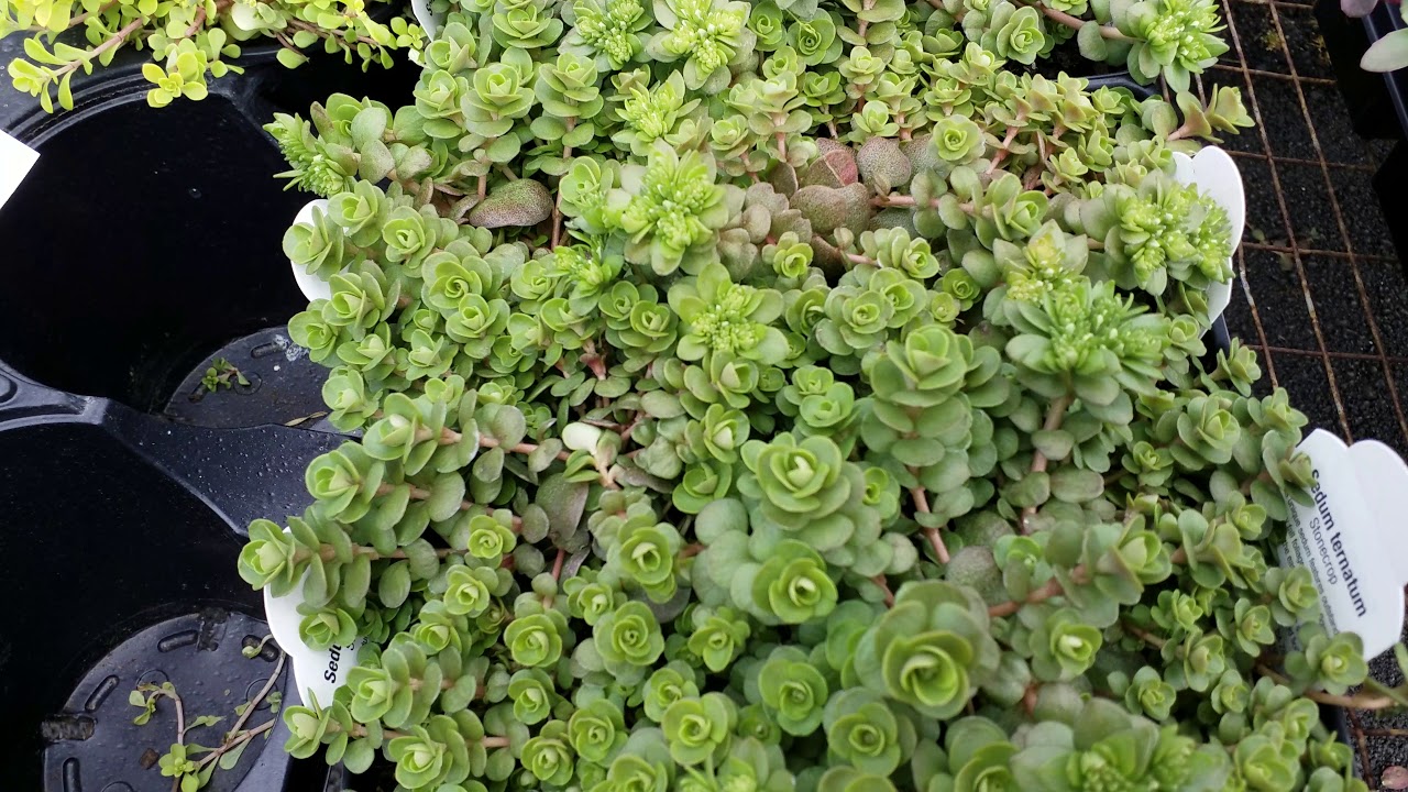 세듐 (세덤) 다육이 종류들 - 가든센터 《Sedum ( Stonecorp) Succulent plants at Garden