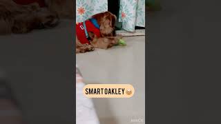 Genius Alert! Watch Oakley’s Sneaky Toy Tactic! #shorts #dog #smart