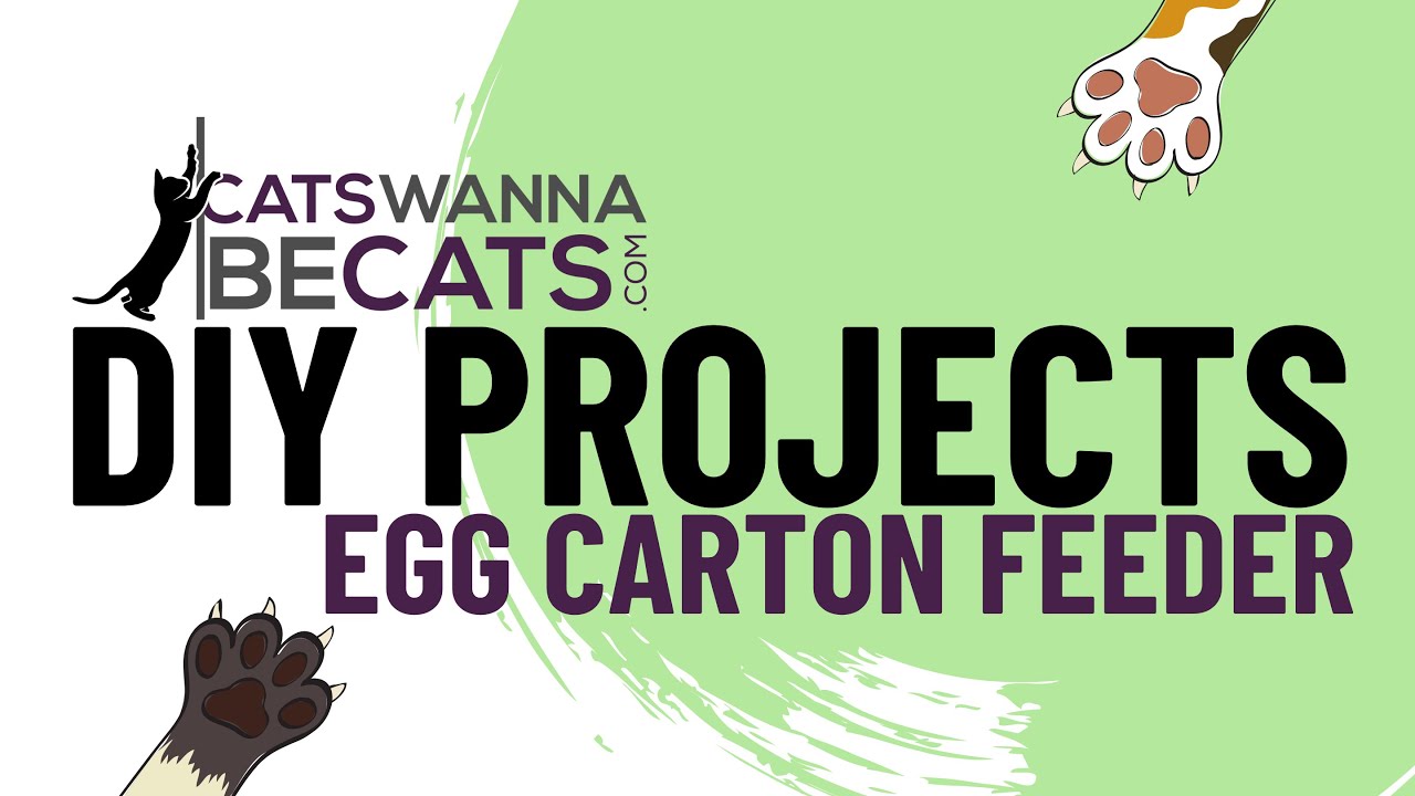 DIY Slow Feeder for Cats YouTube