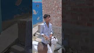बकरी ❤️Eid Special😱🦙💔#youtubeshorts#emotional#inspiration#motivation#bakraeid#eid#viralvideo#shorts