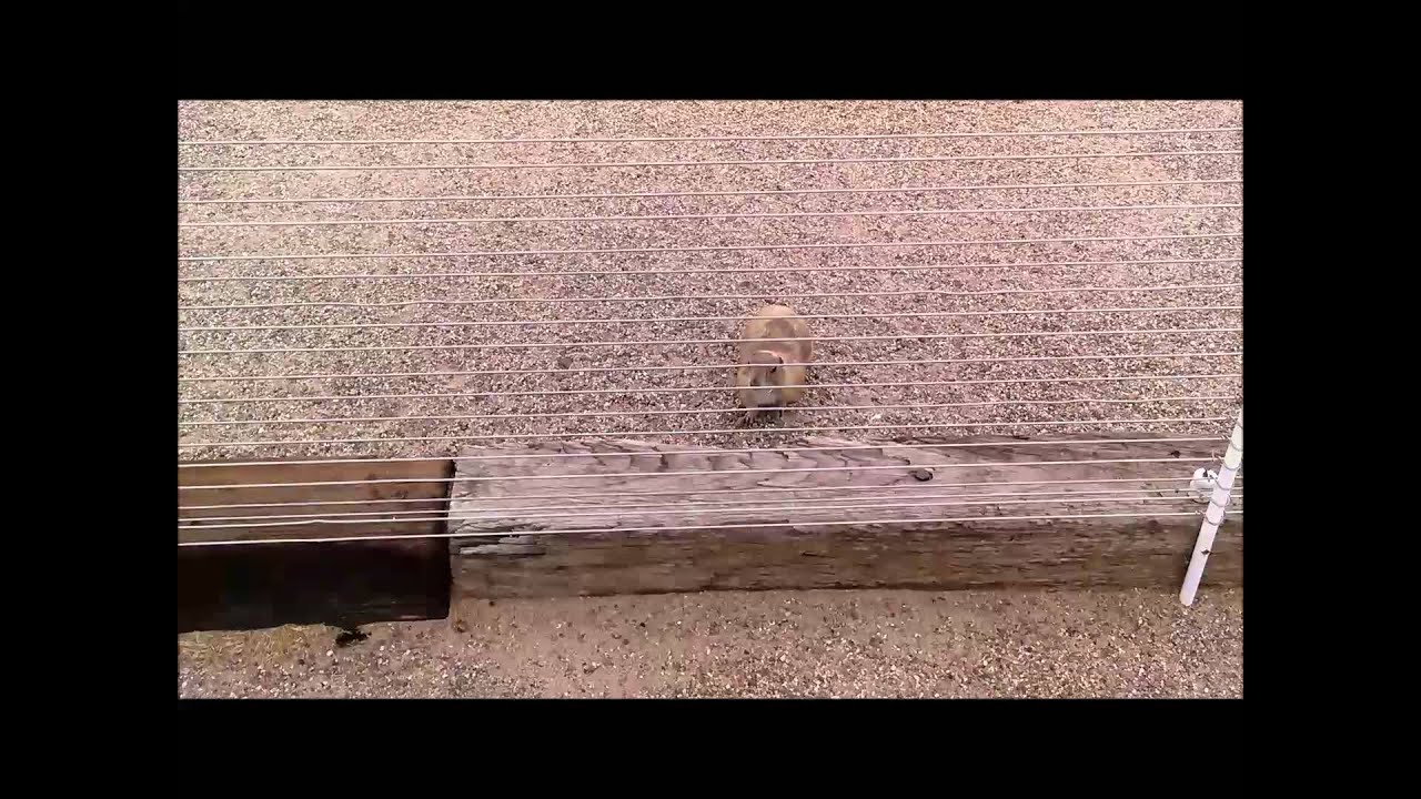 Rooster Cogburn Ostrich Ranch May 2015 - YouTube