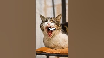 Unraveling the Mystery: Decoding Your Cat