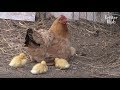 Abandoned Ducklings Rely On Their New Mother Which Is A Chicken?! | Kritter Klub