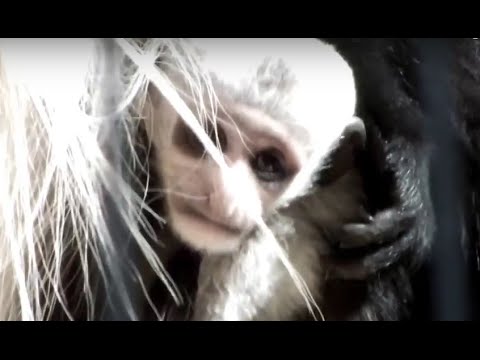 kawaii emoticons #02 So sweet! Abyssinian Colobus baby.とてもかわいい！アビシニアコロブスの赤ちゃん。
