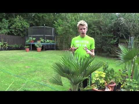 Video: Spindle Palm Plants - Lær om Spindle Palms dyrkningsbetingelser