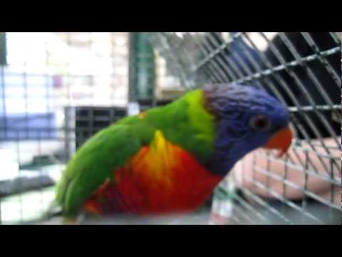 Image Result For Parrot Talking Training App Image Result For Parrot Talking Training App