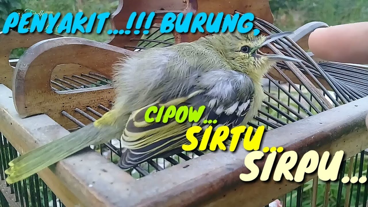 Burung Cipow Sirtu Tiba Tiba Lumpuh By Ferdha Adiwahyu