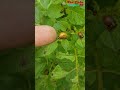 Как колорадский жук 🐞 жрёт картошку ❓