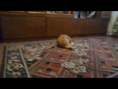 Животные. Эти забавные коты, кувыркаются!