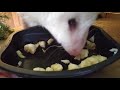 Opossum eating a banana.