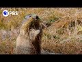 Secrets of marmot hibernation