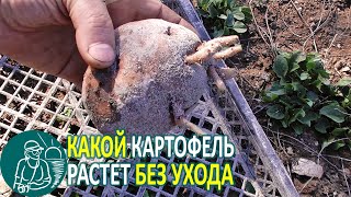 How Potatoes Grow without Proper Agricultural Technology 🌿 Gordeev’s Experiment