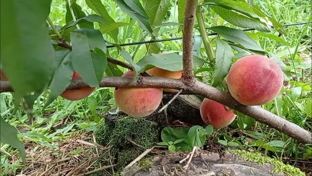 Персик Харроу даймонд - YouTube