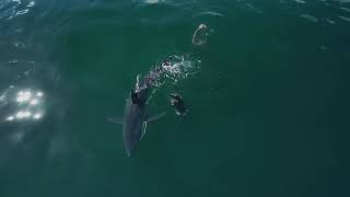 Mako Shark feeding on a Sea Lion