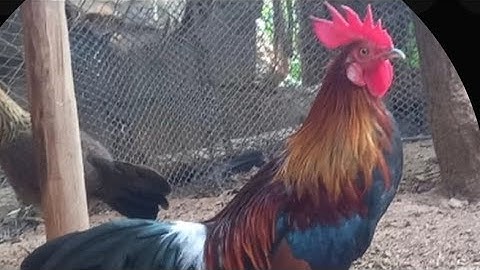 Qaib qus f3 qua zoo 13.11.2025