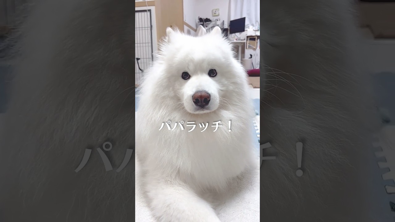 喋る犬】大好きなパパを「パパラッチ」と間違えるサモエドが可愛い