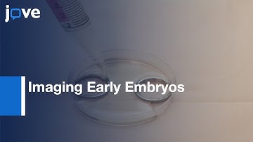 Submerged Filter Paper Sandwich for Imaging Early Embryos | Protocol Preview