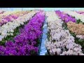 How Orchids are Packaged & Shipped - Just Add Ice Orchids