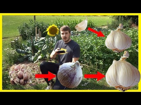 Video: Chinesischer Knoblauch: Pflanzen und Pflege