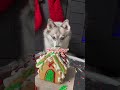 No one is safe from the costs of living #dogsofyoutube #cute #christmas