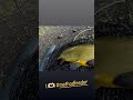 Wunderschöne September Tinca🫶🏻 #feeder #fishing #feedern #angeln #tinca  #tench #schleie