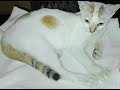 cute white pussy 🐈 l funny video of my pussy catl
