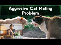 Aggressive Cat ko Mat Kese Karaye,गुस्सैल बिल्ली को mat कैसे कराये @nawazbilliwala1886