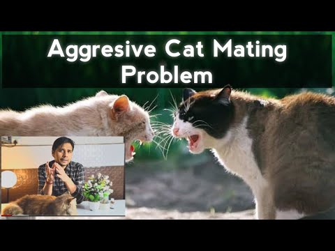 वीडियो: एक साथ रहने के लिए कई बिल्लियाँ कैसे प्राप्त करें: 12 कदम