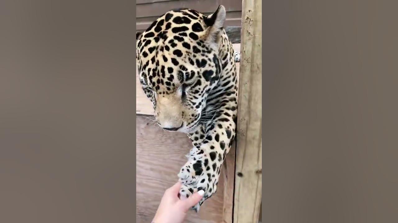 Селфи с леопардом