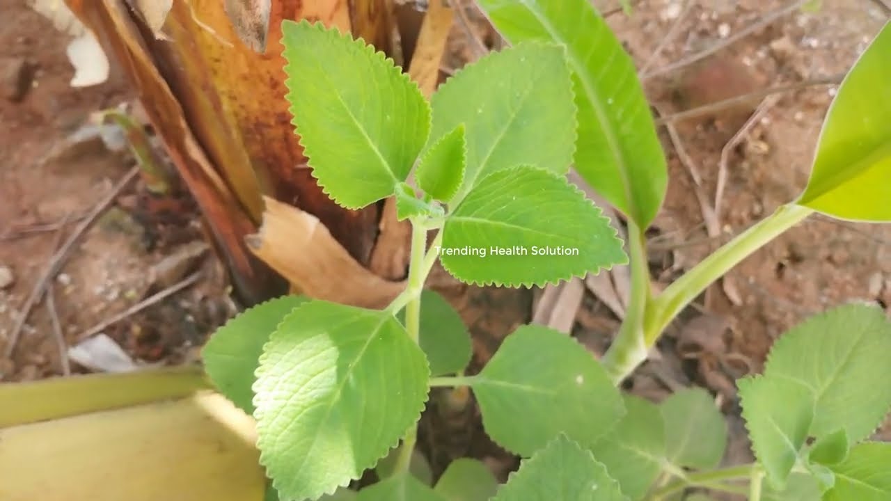 Ajwain Plant Uses Ajwain Plant Uses