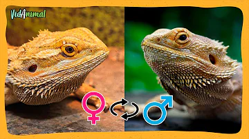 ¿Pueden los reptiles cambiar de sexo?