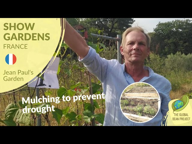 Mulching to prevent drought (May) 🇫🇷 #4 | Global Bean Show gardens