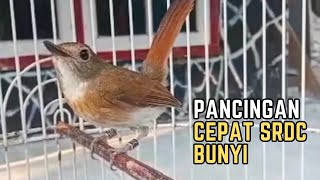 PANCINGAN SUARA SRDC SENSITIF CEPAT BUNYI - sikatan rimba dada coklat (cyornis olivacea)