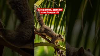പേപ്പട്ടി ശല്യം കാരണം റാബീസ് വൈറസ് മറ്റ് മൃഗങ്ങളിലും പടരുമോ     peanut the squirrel euthanized