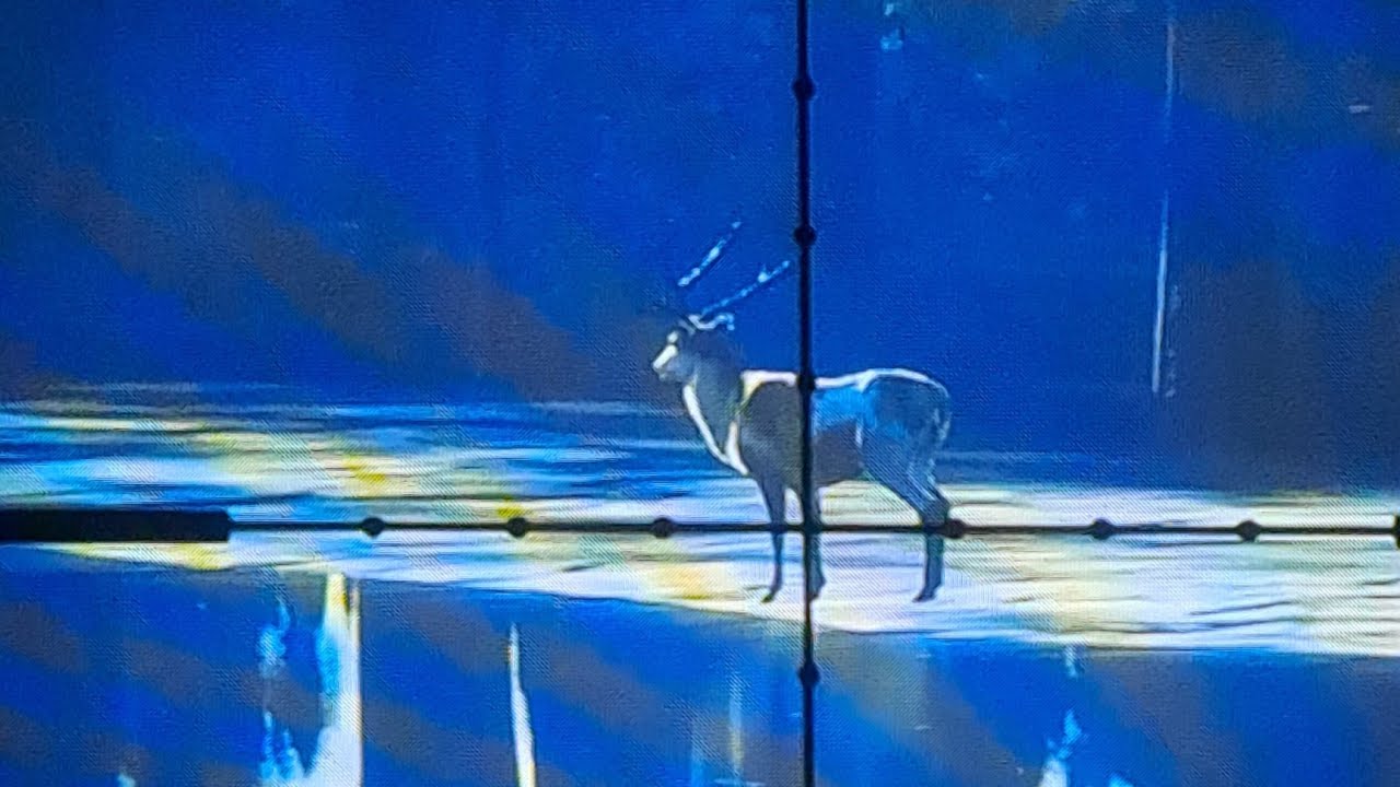 Piebald Red Deer with 6.5 YouTube