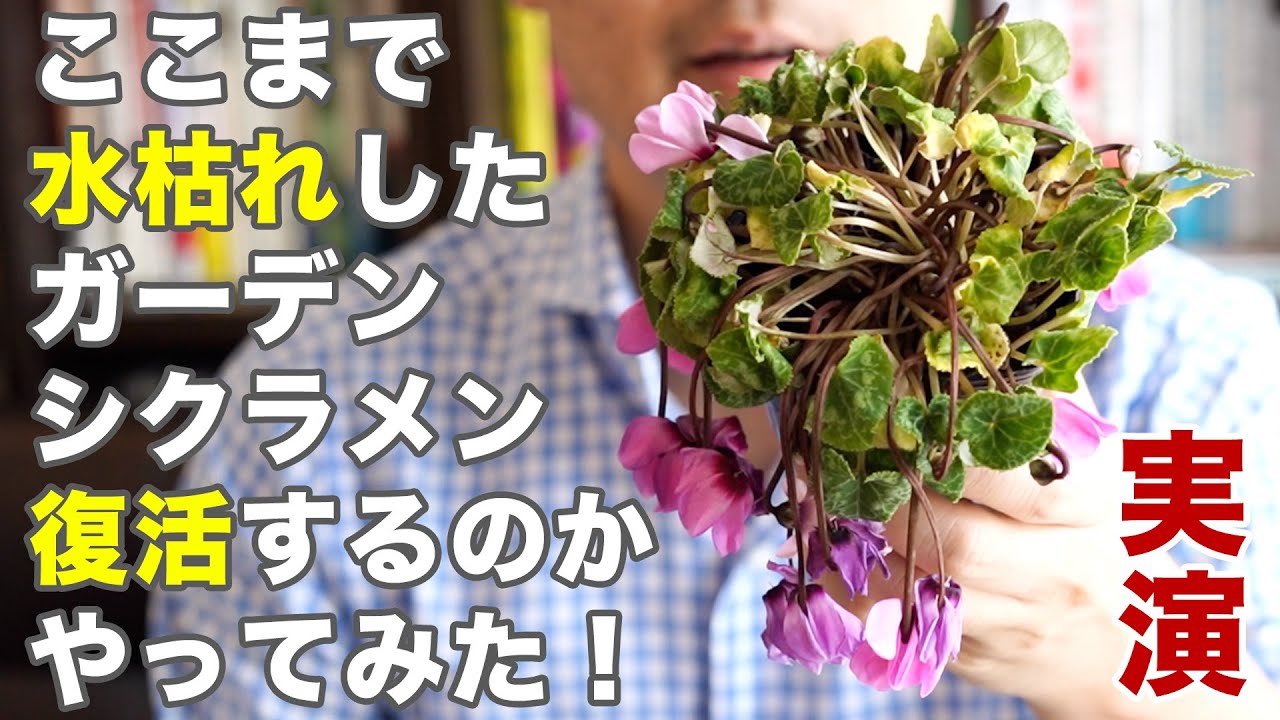 ここまで水枯れしたガーデンシクラメンは復活するのか 実演してみた Cyclamen Comes Back To Life Youtube