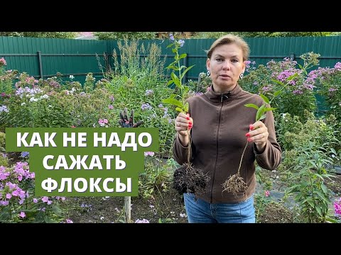 Видео: Что такое ситцевая лоза - советы по выращиванию ситцевых цветов в саду