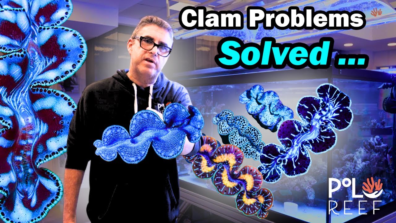 Why do Tridacna Clams get such a bad rap? Did we find the Answer? Polo Reef Explores Clam Solutions!