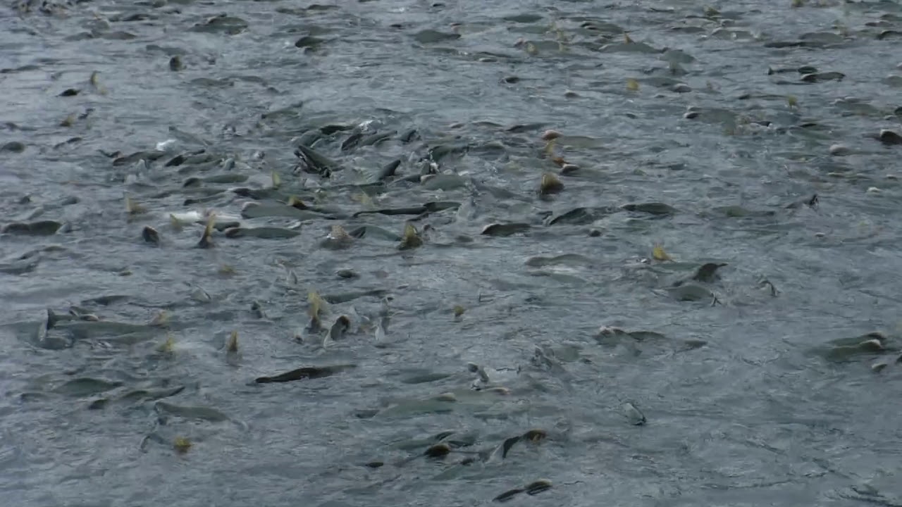pink salmon waiting at solomon gulch hatchery weir valdez ak 20190801