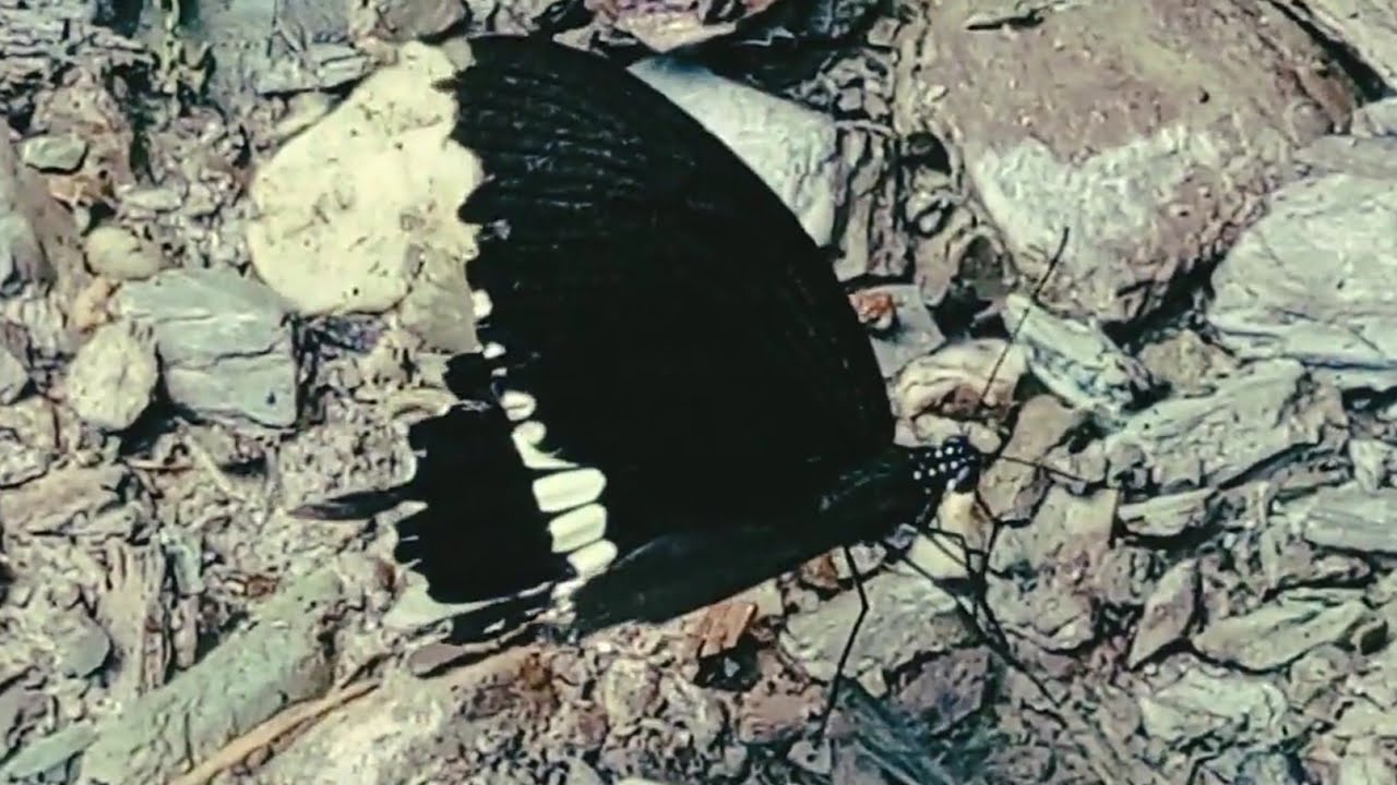 beautiful butterfly |sitting black butterfly | titali | Nature shoot | flying butterfly |