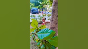 Krishna Krishna Kare Atma Meri🙏❤️ #shorts​ #trending​ #youtubeshorts​ #shortvideo​ #viralvideo​
