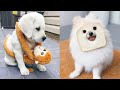 Baby Dogs - Cute and Funny Dog Videos Compilation #61 | Aww Animals