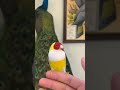 جمال الكولدن فنش