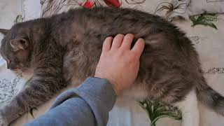 Nastya thinks that she is a cat