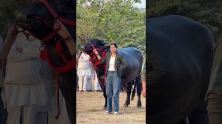 Jhote Ki Seng Aur Cutting 🐂🔥 | Takkar | Masoom Sharma | #shorts
