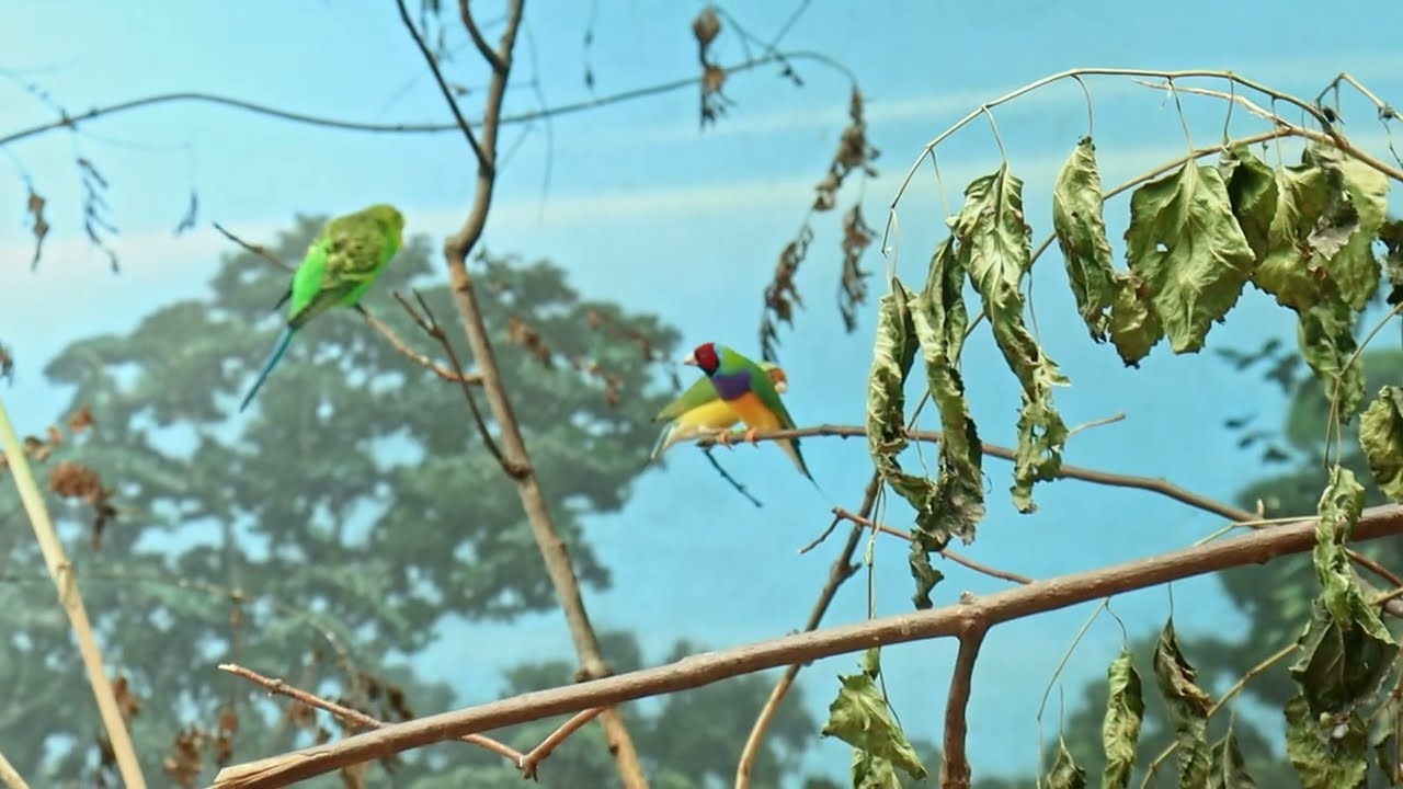 Colorful Birds l Wildlife Videography | Short Film by Jac O' Burger